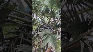 Talgachi Hari Tango Nemaa Kaka