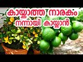 കായ്ക്കാത്ത നാരകം നന്നായി കായ്ക്കാൻ|lemon tree in malayalam|lime plant in malayalam|narakam kaykkan