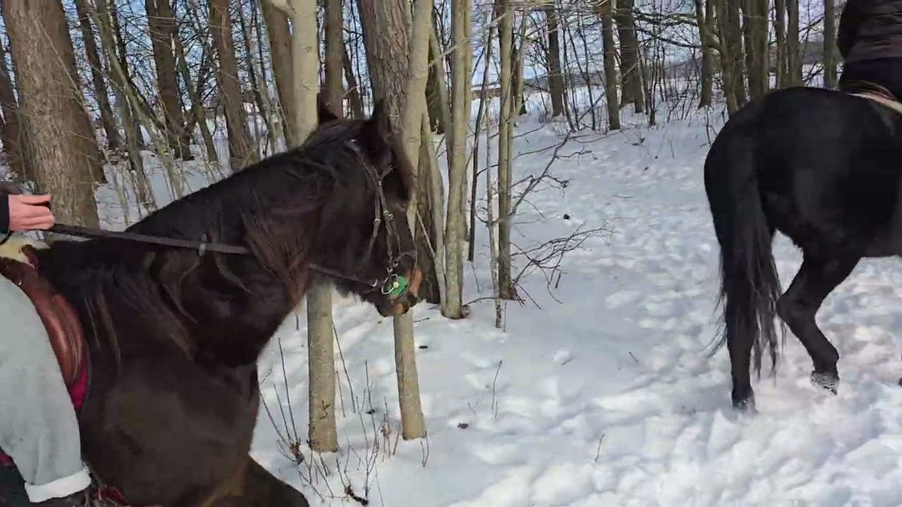 Kadagiu slėnis,Juniper valley 2026-01-24