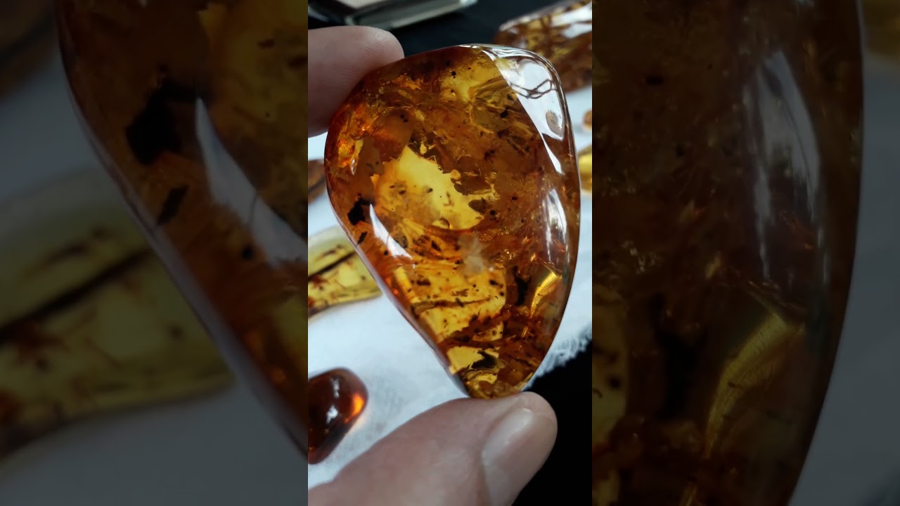 JURASSIC NEWS: ALEX STARCK RELIC HUNTER - FOSSIL AMBAR AMAZING SHOW! 