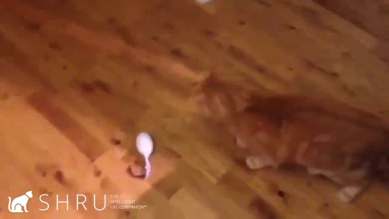 Kickstarter Cats and their SHRUs YouTube
