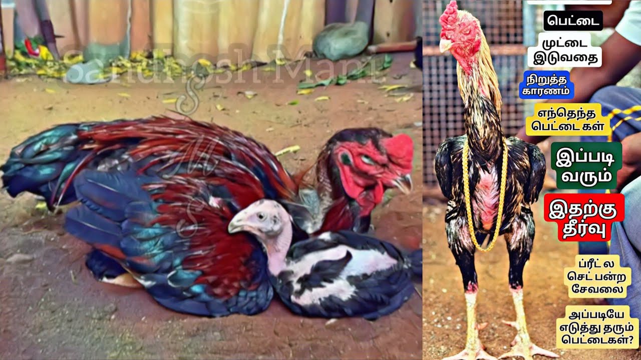 செட்டிங்கில் சேவலை போலவே குஞ்சுகள் வர எந்த கோழிகள் சிறந்தது👌 முட்டை நிறுத்தம் ஏன்