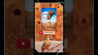 മരങ്ങളിൽ ഫ്‌ളാറ്റുകൾ നിർമ്മിക്കുന്ന പക്ഷികൾ| Sociable Weavers | Julius Manuel