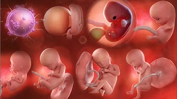 pregnancy 1 to 9 months 3d animation video