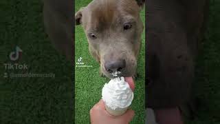 Meet Sch A Terrier American Pit Bull Currently Available For Adoption 4182022 33508 Pm