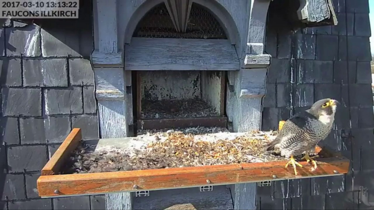 Faucons Pèlerins Illkirch En Direct Youtube Gratuit