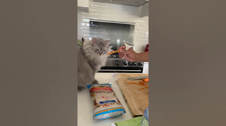 Video 4727381: persiancat persiankitten cat, forest cat, cat outdoor