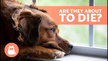 10 SIGNS a DOG is DYING 🐶💔 Critical Symptoms You Can
