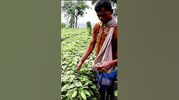 See What He Was Harvesting (Pointed Gourd) #shorts