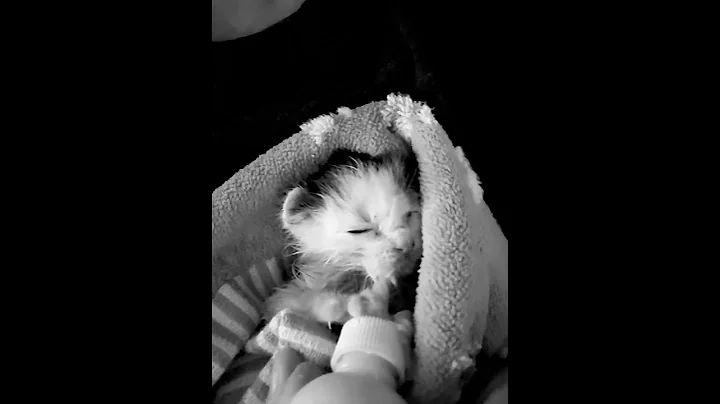 Video 8875111: kitten bath rescued, cat pet rescue, cat kitten pets play