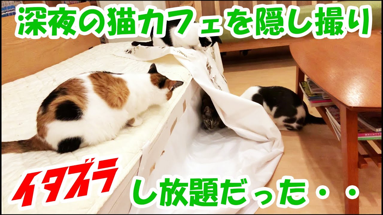 深夜の猫カフェは無法地帯だった件について Youtube
