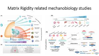 Matrix Rigidity (ECM) related mechanobiological studies #Code: 526