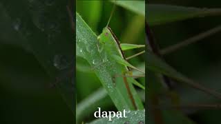 Fakta Menarik Belalang Sembah