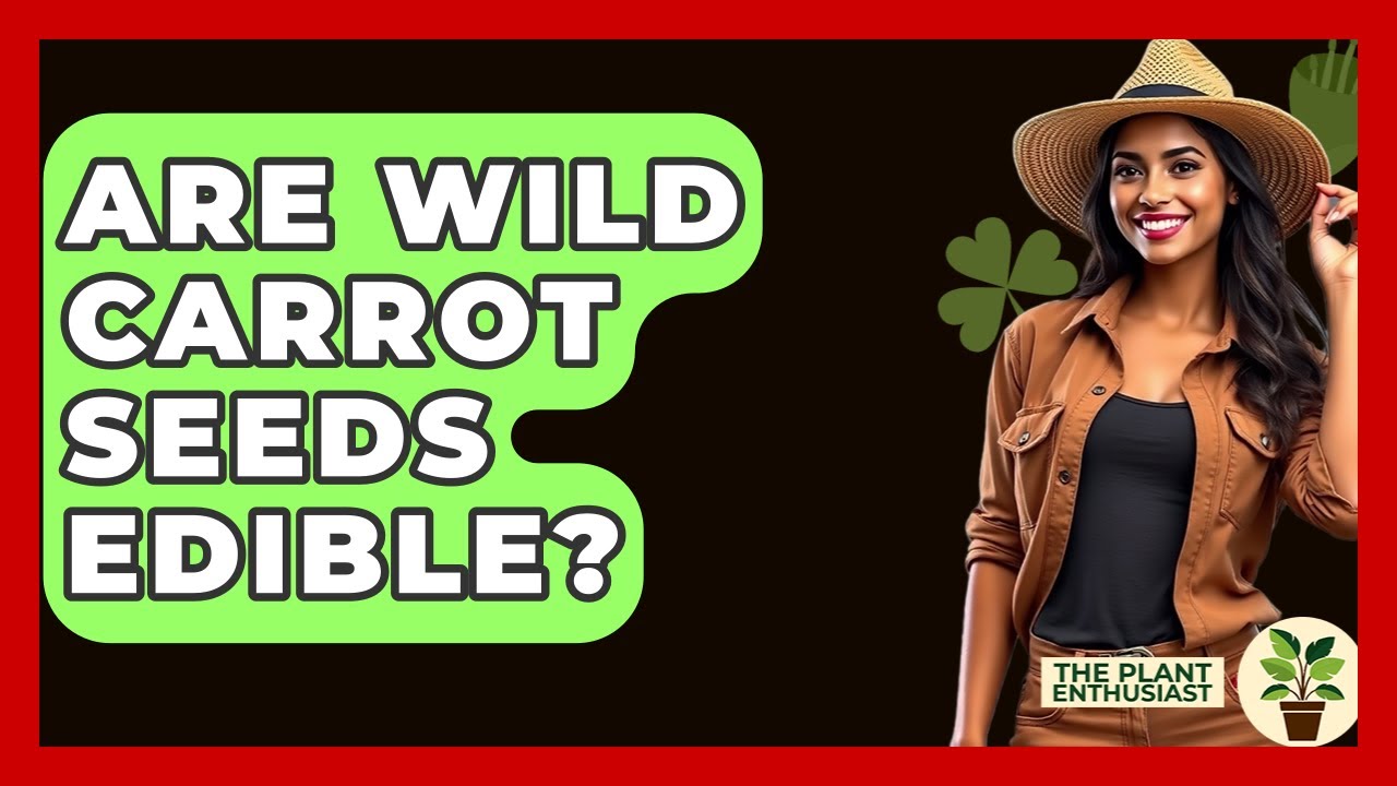 Are Wild Carrot Seeds Edible? - The Plant Enthusiast