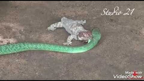 cuộc chiến giữa các loại động vật rắn tắc kè , tin việt 2019