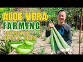 Amazing aloe vera farming  pwede palang kumita up to 150k monthly sa pagtatanim ng aloe vera