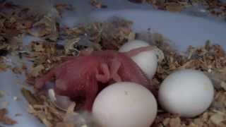 Budgie Breeding Journal 4   Pair B by AllAboutBudgies 19,791 views 10 years ago 4 minutes, 31 seconds