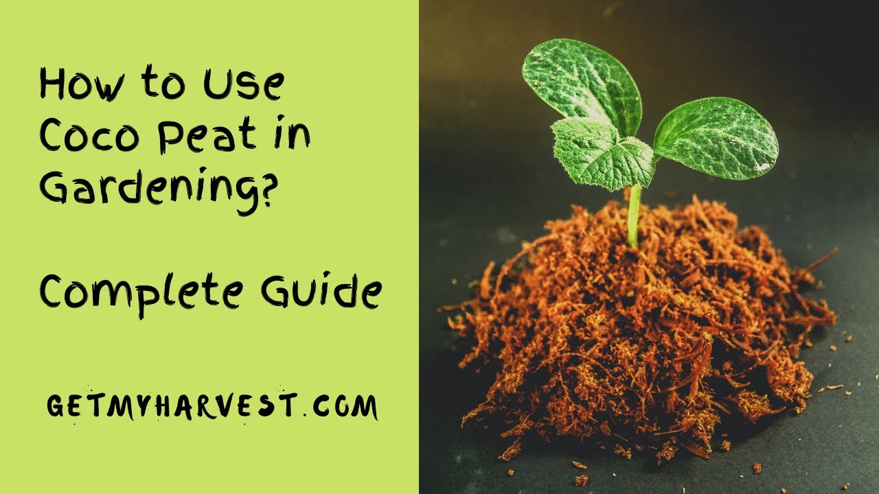 What is Coco Peat How to Use Coco Peat Benefits of Coco Peat Coco