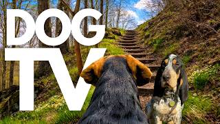 TheDogCam | 10hrs of Calming Virtual Dog Walks Through Ancient Forests 🐾🌳 GoPro Dog POV