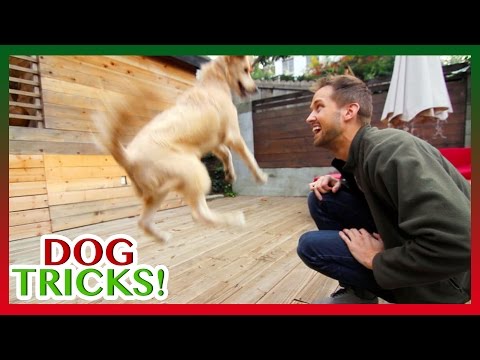 DOG TRICKS! Vlogmas - Day 6