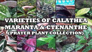 Different Varieties Of  Calathea Maranta Ctenanthe  Prayer Plants collections