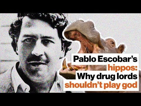 Pablo Escobar’s hippos: Why drug lords shouldn’t play God | Lucy Cooke | Big Think