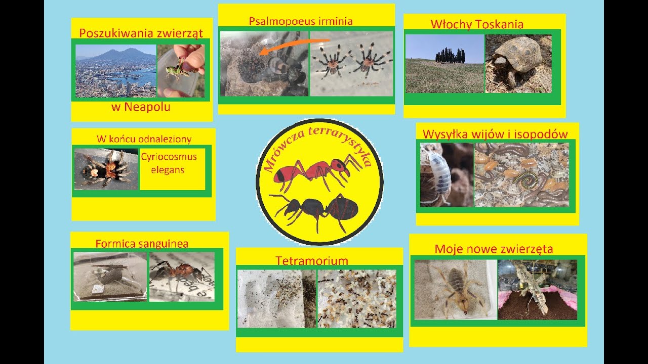 240. Najlepsze momenty Mrówczej terrarystyki w 2025 roku.