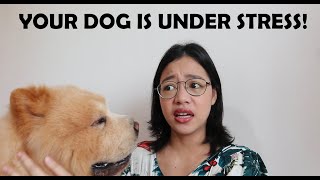 SIGNS OF A STRESSED DOG AND HOW TO SOOTHE THEM (Vlog#90)