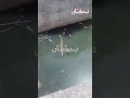 الوجه الآخر ديال طنجة بوخالف بين الإهمال والتهميش
