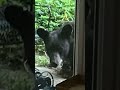 Young black bear spotted in arlington  nbc4 washington