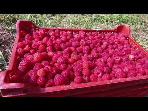 Video: Najpopularnije Sorte Maline