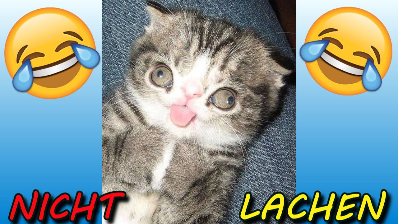 Versuche Nicht Zu Lachen Unmöglich VERSUCHE NICHT ZU LACHEN !!! 🤣🤣🤣 #50 - YouTube