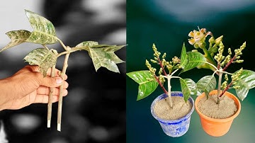 How To Grow Mango Trees From Cutting / Very Easy And Simple Techniques