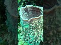 الغواص ده لاحظ شئ غريب يقال صلوا على النبي اكسبلور Automobile Funny اهميه Cat الغواص ده لاحظ شئ غريب يقال صلوا على النبي اكسبلور Automobile Funny اهميه Cat