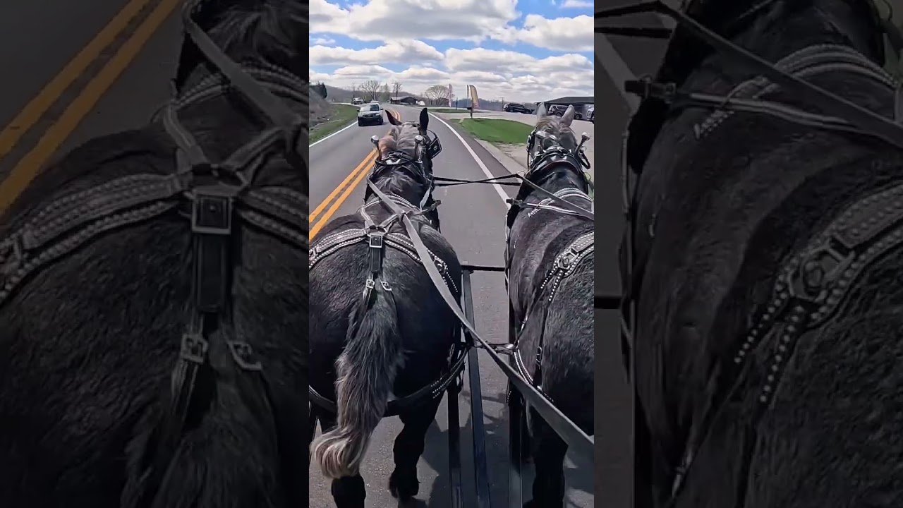 Preparing Draft Horses for City Driving 