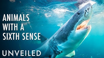 10 Animals With A Sixth Sense | Unveiled