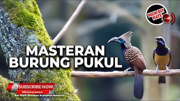 Burung Spesial Pukulan Panjang Cililin Kunti Pelatuk Materi Cucak Cungkok Gacor vs Srigunting Gacor