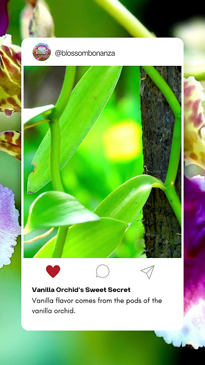 The Orchid's Elixir: Unveiling the Essence of Vanilla Flavor