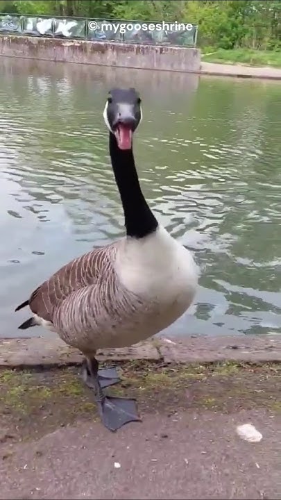 Why Are Geese So Aggressive shorts animal trending YouTube why-are-geese-so-aggressive-shorts-animal-trending-youtube