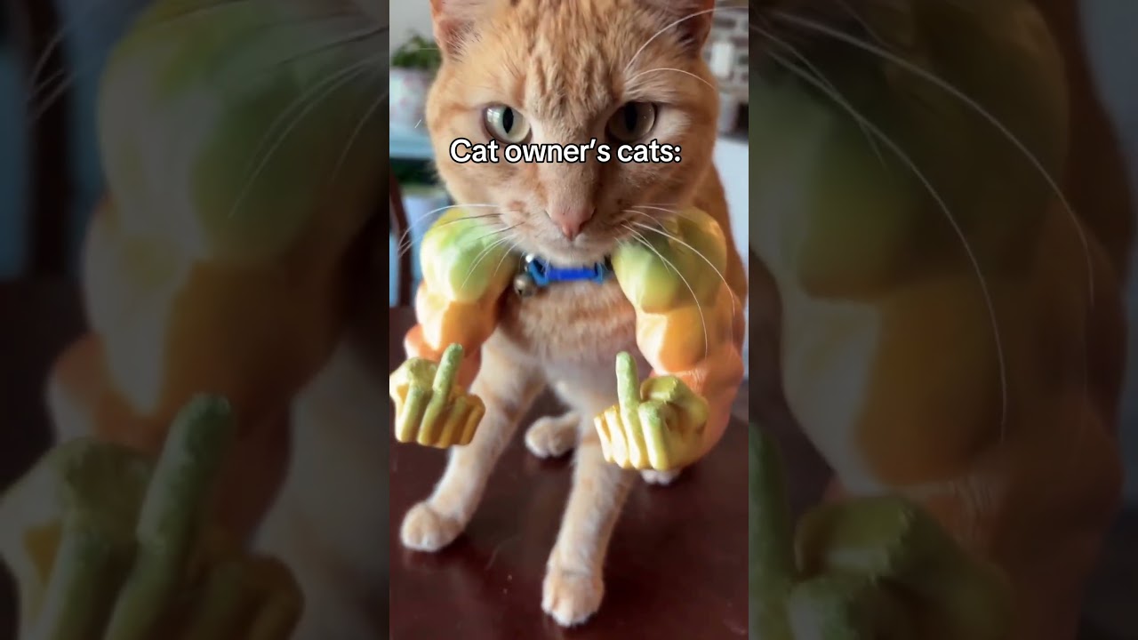 リクエストお纏めです✴︎ゆちえ様catseyes✴︎スカジャン♦♢ Comment “cat” if you want one 🤭❤️ #unitedstates - YouTube