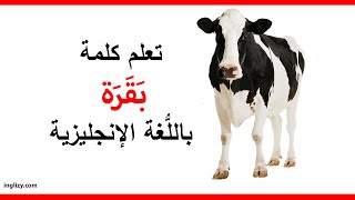 بقرة باللغة الإنجليزية l سلسلة أسماء الحيوانات بالإنجليزية