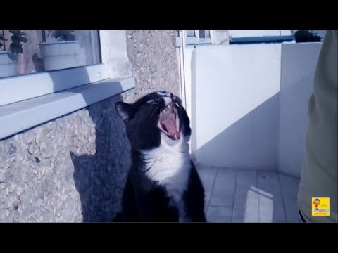 Видео: Кот взорвал интернет