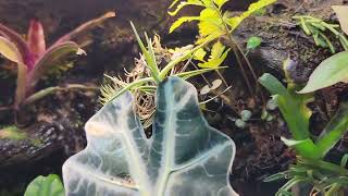 spring paludarium with drylock background