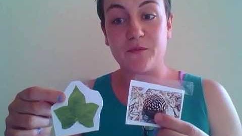 Assessment 2: Presentation of a Mathematical Phenomenon