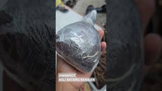 Download Lagu BATANG OWNROOT AMAN UNTUK KIRIM JAUH #budidayaanggur #batanganggur #cuttingownroot MP3