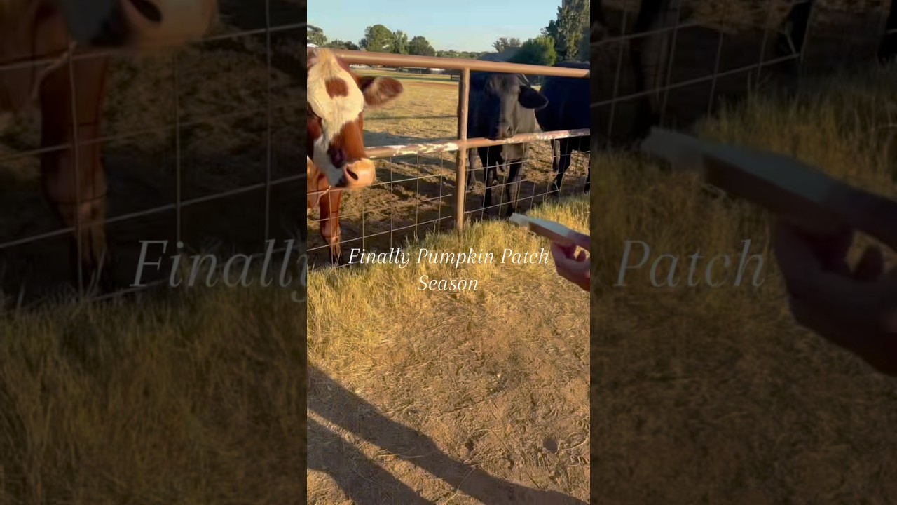 Subscribe for Halloween content 🎃 