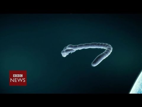 Ebola virus What is it We explain in 60 seconds   BBC News