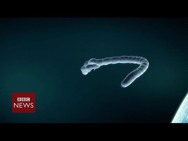 Ebola virus: What is it? We explain in 60 seconds - BBC News class=