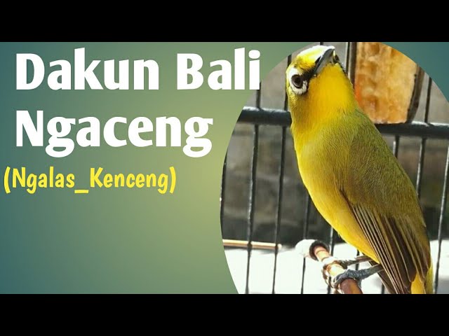 Suara Pleci Dakun Bali Ngalas  Cocok buat pancingan Pleci Dakbal Bahan/ ombyokan class=