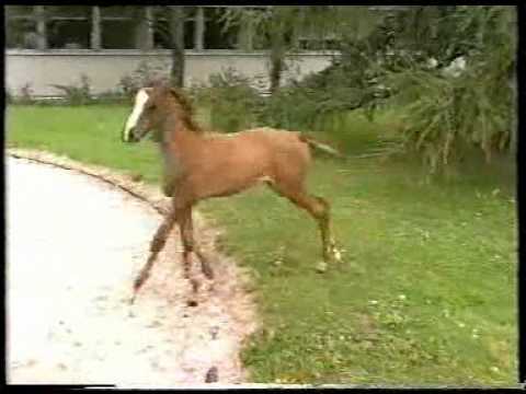 Video: Abiotrofi Cerebella Pada Kuda